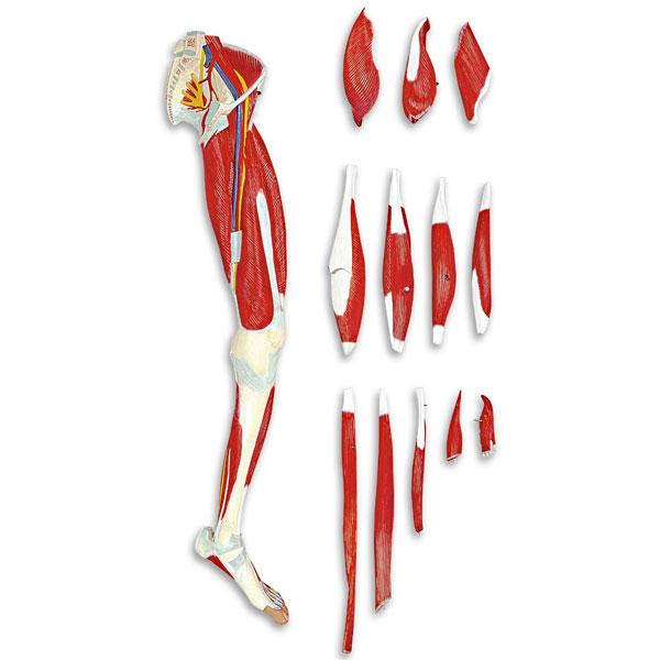 13-Part Leg Muscle Models - LA00131U - 1 Each - MDL-NSCLA00131U