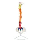 Nasco Color-Coded Vertebrae Color-Code Flexible Vertebrate Model - LA00184 - 1 Each