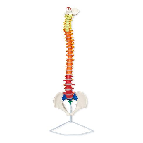 Nasco Color-Coded Vertebrae Color-Code Flexible Vertebrate Model - LA00184 - 1 Each