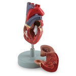 Nasco LA00200U 2-Part Human Heart Educational Training Model, 4-1/4" x 3" x 3-3/4" - MDL-NSCLA00200U - 1 Each