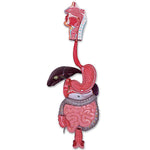 Nasco Healthcare Nasco 3-Part Digestive System Model LA00203U - 1.0 Each