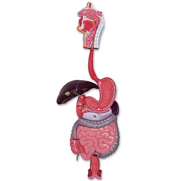 Nasco Healthcare Nasco 3-Part Digestive System Model LA00203U - 1.0 Each