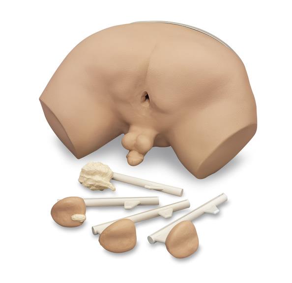 Life/form Prostrate Examination Simulator - LF00901U - 1 Each - MDL-NSCLF00901U