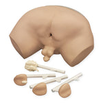 Life/form Prostrate Examination Simulator - LF00901 - 1 Each - MDL-NSCLF00901