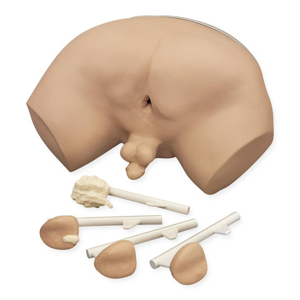 Life/form Prostrate Examination Simulator - LF00901 - 1 Each - MDL-NSCLF00901