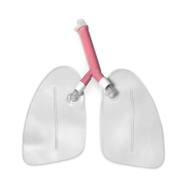 Nasco Healthcare Life / form Airway Larry Adult Airway Management Trainer Manikin LF03605 - 1.0 Each