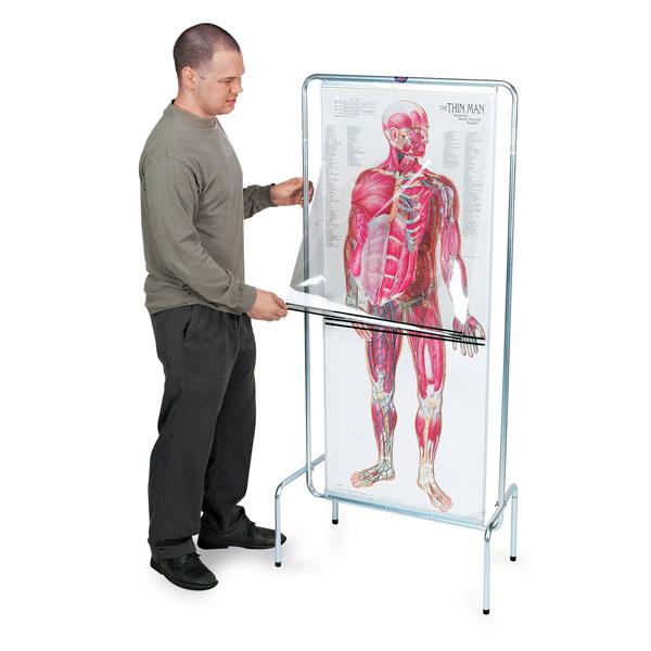 Thin Man: Sequential Human Anatomy Program - SB23900U - 1 Each - MDL-NSCSB23900U
