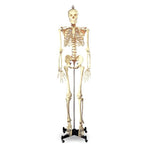 NASCO Economy Life-Size Human Skeleton Model with Wheeled Stand - SB25209U - 1 Each