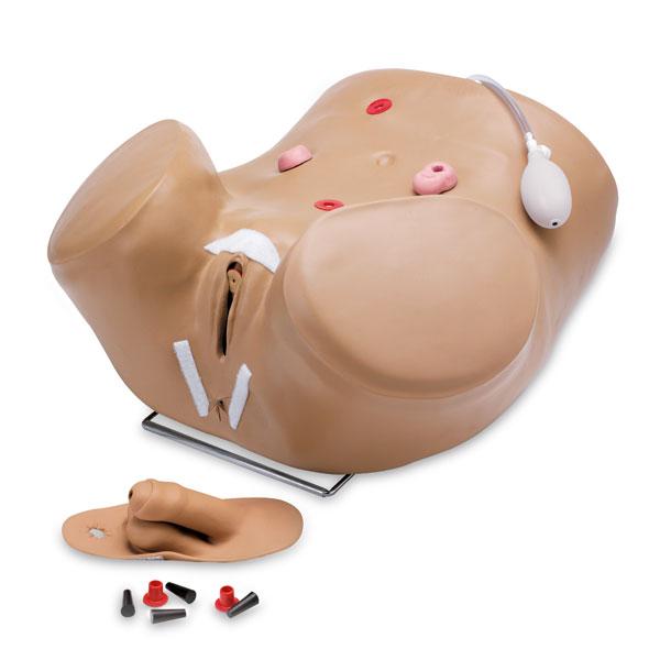 Nasco Healthcare Nasco Advanced Male and Female Catheterization Simulators SB28919U - 1.0 Each