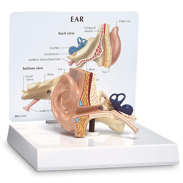 Ear Teaching Models - SB32980U - 1 Each - MDL-NSCSB32980U