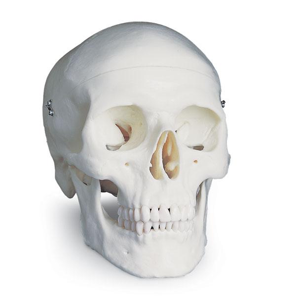 Classic Skull Model, Nasco 3-Part - SB33945U - 1 Each