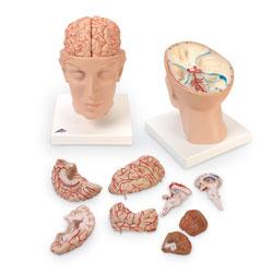 Nasco SB41429U Brain with Arteries Educational Training Model, 8 Pieces, 6" x 6" x 9" - MDL-NSCSB41429U - 1 Each