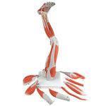 Nasco Healthcare Nasco Dissectible Muscled Leg (9-Part) - NSCSB41513U