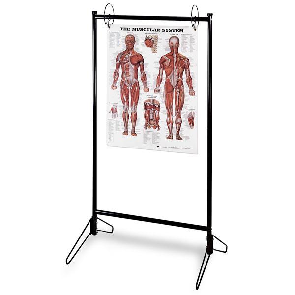 NASCO HEALTHCARE Chart Stand Z09422U 1 Each - MDL-NSCZ09422U