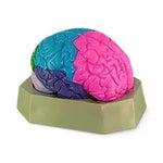 Pocketnurse Pocket Nurse Colored Brain Models 10-81-3216 - 1.0 Each