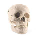 Pocketnurse Pocket Nurse Basic Adult Skull Models 10-81-3220 - 1.0 Each