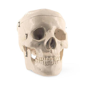 Pocketnurse Pocket Nurse Basic Adult Skull Models 10-81-3220 - 1.0 Each