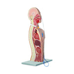 Pocketnurse NG and Tracheostomy Teaching Torsos 11-81-2504 - 1.0 Each