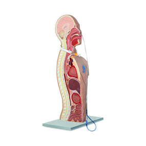 Pocketnurse NG and Tracheostomy Teaching Torsos 11-81-2504 - 1.0 Each