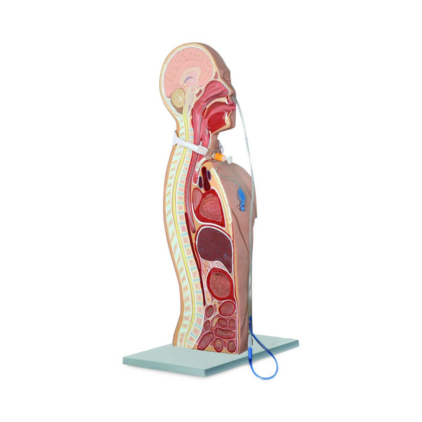Pocketnurse NG and Tracheostomy Teaching Torsos 11-81-2504 - 1.0 Each