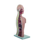 Pocketnurse NG and Tracheostomy Teaching Torsos 11-81-2508 - 1.0 Each