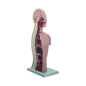 Pocketnurse NG and Tracheostomy Teaching Torsos 11-81-2508 - 1.0 Each