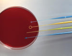 Protective Industries Inc InocuLoop Calibrated Disposable Loops 333-5001-B10 - 500.0 Each - MDL-PTV3335001B1A