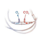 Salter Labs Salter Labs Divided SOFT CO2 Sampling / O2 Delivery Cannula 4MSF2-L-PED-7-6-25 1.0 Each-MDL-SLT2LPED7625H
