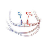 Salter Labs O2/ETCO2 Filtered / Divided Nasal and Oral Cannula, Size Adult - 4MSF1-0-6-100 - 100 Each