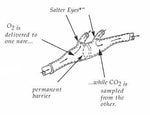 O2/ETCO2 Adult Divided Oral/Nasal Cannulas - 77-4707-13-25 - 25 Each - MDL-TAH747071325