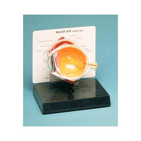 Hilco Cutaway Human Eye Model - 1032249 - 1 Each - MDL-WIO1032249
