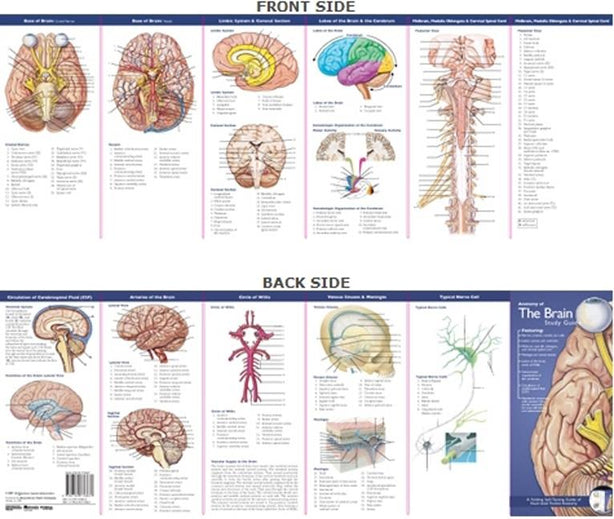 Wolters Kluwer Body Systems Study Guide Pocket Charts 9780781776837 - 1.0 Each