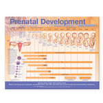 Wolters Kluwer Prenatal Development Anatomical Chart 9780781782272 - 1.0 Each