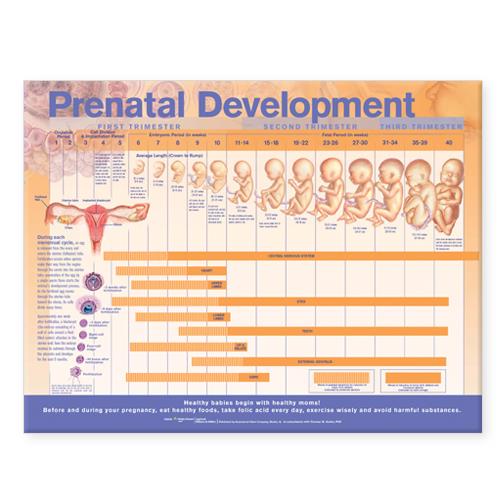 Wolters Kluwer Prenatal Development Anatomical Chart 9780781782272 - 1.0 Each