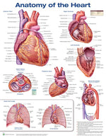 Wolters Kluwer Anatomical Anatomy of the Heart Chart, Laminated - 9781496369598 - 1 Each