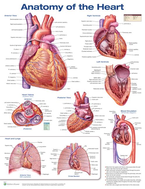 Wolters Kluwer Anatomical Anatomy of the Heart Chart, Laminated - 9781496369598 - 1 Each