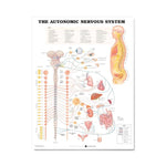 Wolters Kluwer Autonomic Nervous System Anatomical Chart 9781587790010 - 1.0 Each