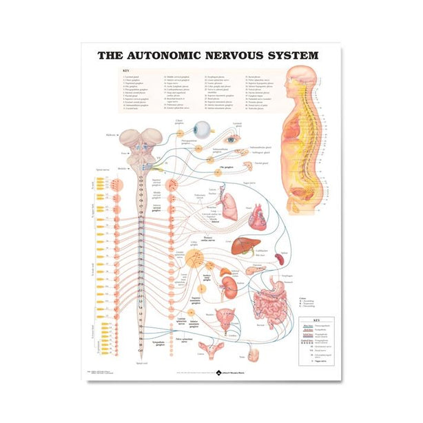 Wolters Kluwer Autonomic Nervous System Anatomical Chart 9781587790010 - 1.0 Each