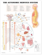 Wolters Kluwer Autonomic Nervous System Anatomical Chart 9781587790010 - 1.0 Each
