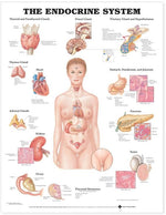 Wolters Kluwer Systems of the Body Anatomical Charts 9781587790157 - 1.0 Each