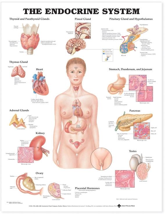 Wolters Kluwer Systems of the Body Anatomical Charts 9781587790157 - 1.0 Each