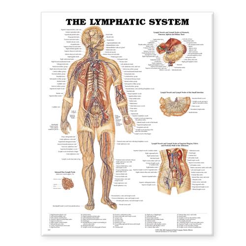 Wolters Kluwer Lymphatic System Anatomical Chart 9781587790263 - 1.0 Each
