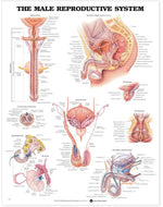 Wolters Kluwer of Body The Reproductive System Anatomical Chart, Male, Laminated - 9781587790300 - 1 Each