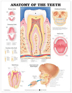 Wolters Kluwer Anatomy of the Teeth Chart 9781587790997 - 1.0 Each