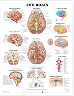 Wolters Kluwer Brain Anatomical Charts 9781587791055 - 1.0 Each
