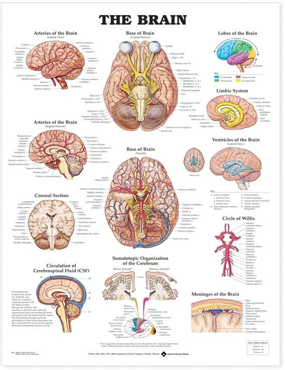 Wolters Kluwer Brain Anatomical Charts 9781587791055 - 1.0 Each