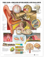 Wolters Kluwer The Ear, Organs of Hearing and Balance Anatomical Chart, Paper - WKH1587791215