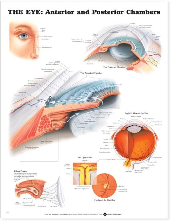 Wolters Kluwer Eye Anatomical Charts 9781587791321 - 1.0 Each