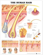 Wolters Kluwer Human Hair Anatomical Chart, Paper - 9781587791642 - 1 Each