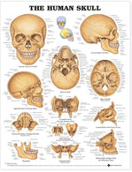 Wolters Kluwer Human Skull Anatomical Chart 9781587791673 - 1.0 Each